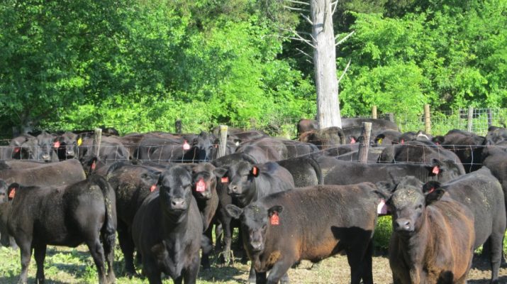 Cattle Standing in Field