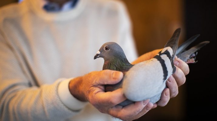 Man holding pigeon