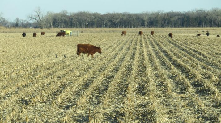 cattle-grazing-field-2